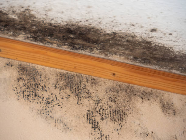 Best Industrial Mold Remediation  in Canastota, NY