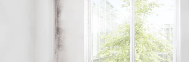 Dehumidification Services in Canastota, NY