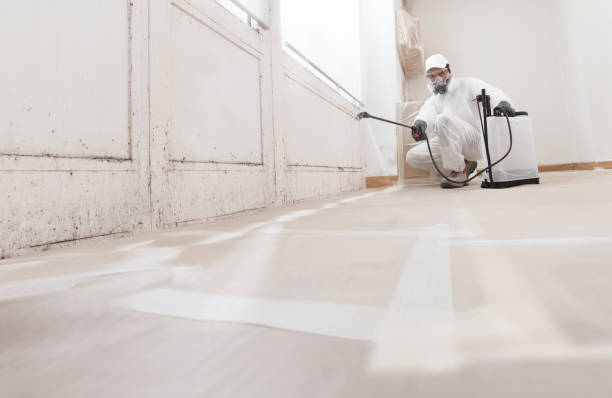 Best Attic Mold Removal  in Canastota, NY